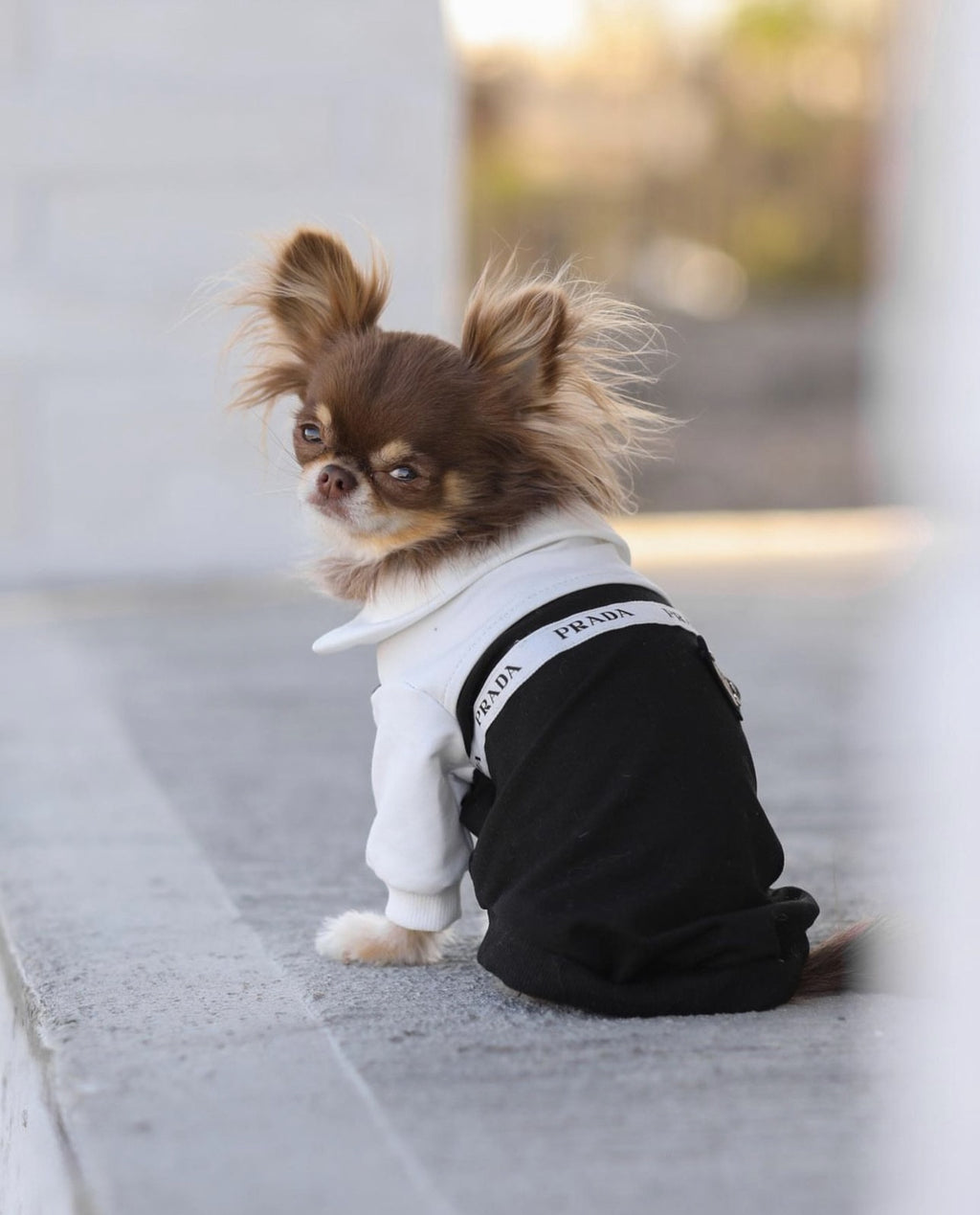 Prada black and white bomber jacket