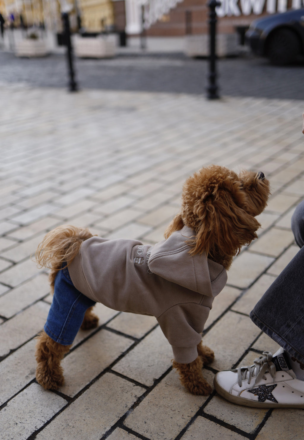 Brown hoodies Puppucino mood