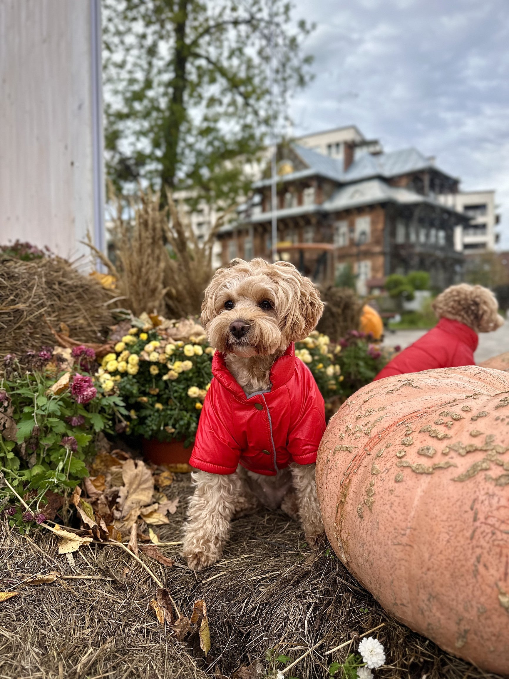 Куртка червоного кольору Basic