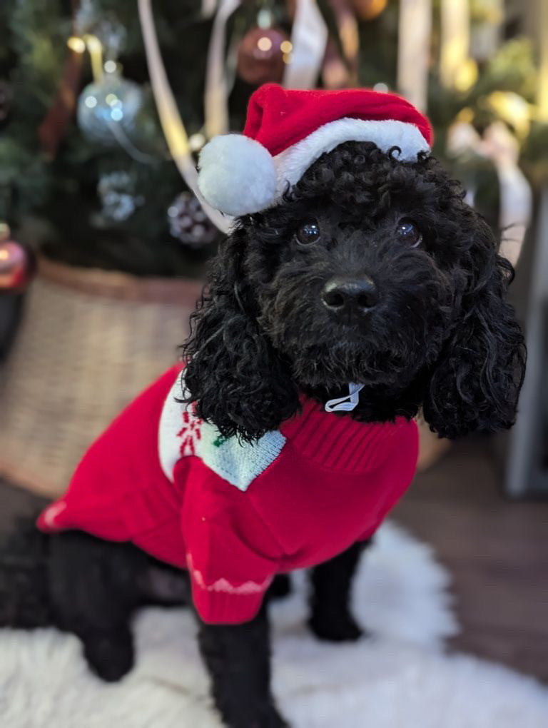 Ковпак новорічний червоного кольору Santa Pup