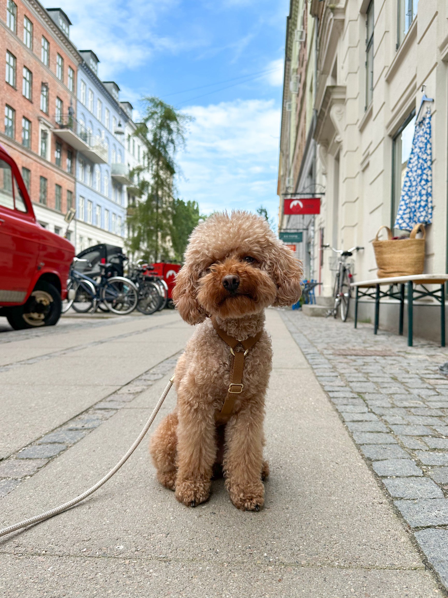 Шлея для собак Drew's Dogwear - Cortado