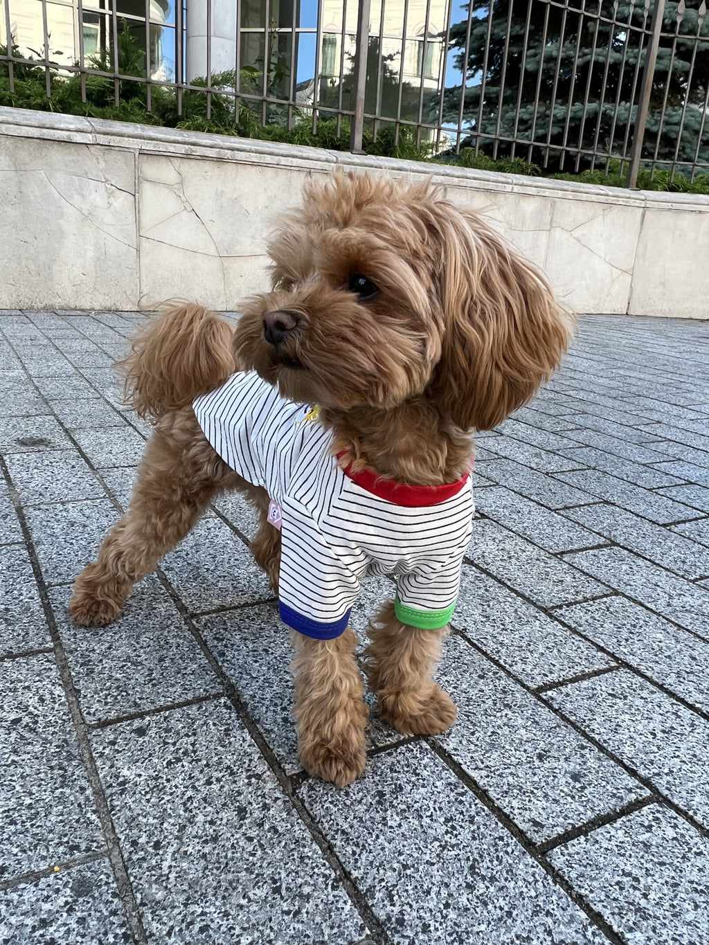 White T-shirt with black stripes Corgi