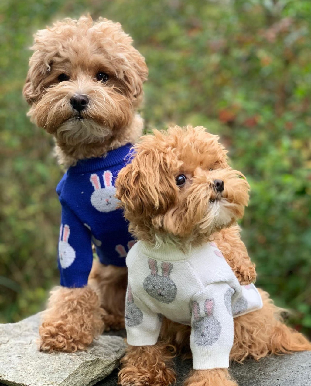 Светр синього кольору з принтом Зайці
