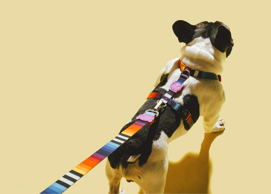 Шлея для собак Zee.Dog - Prisma H-Harness