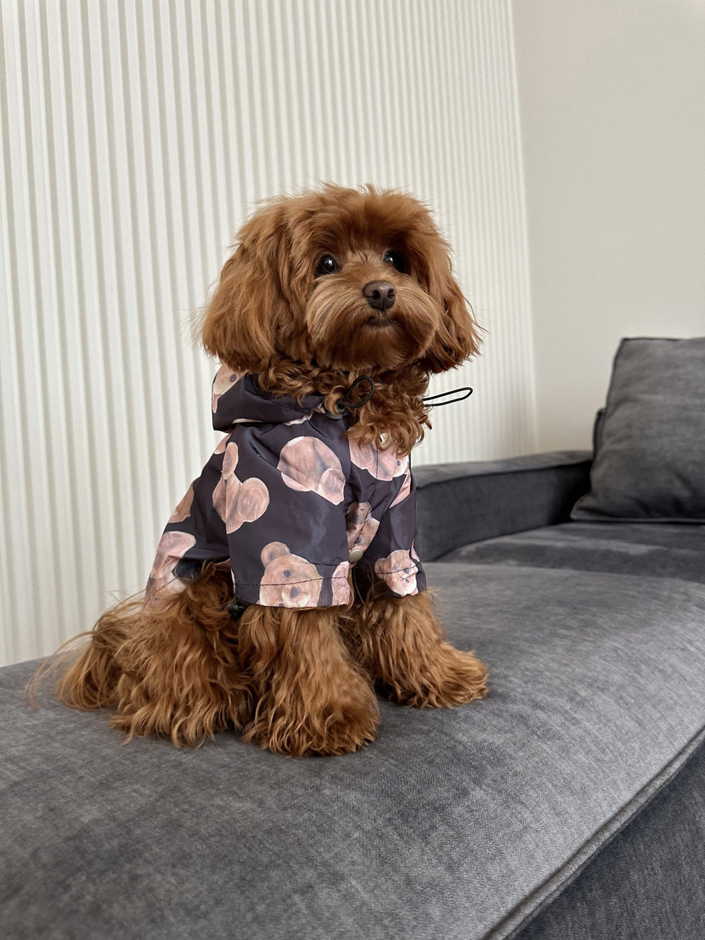 Black Bear windbreaker