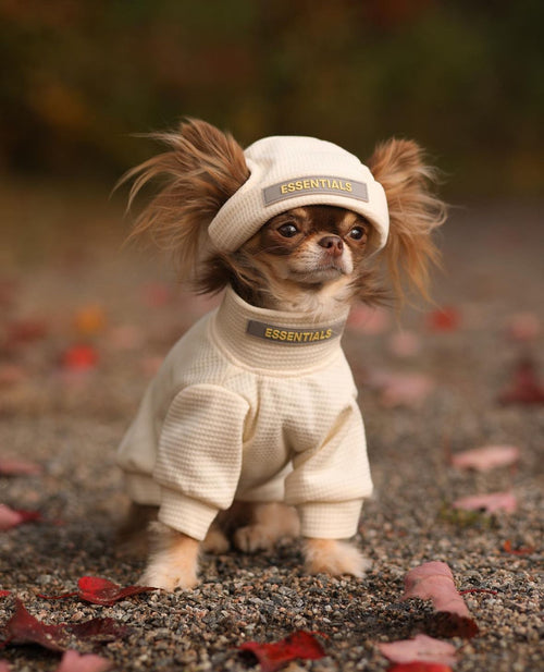 Cвітшот з шапкою молочного кольору Essentials