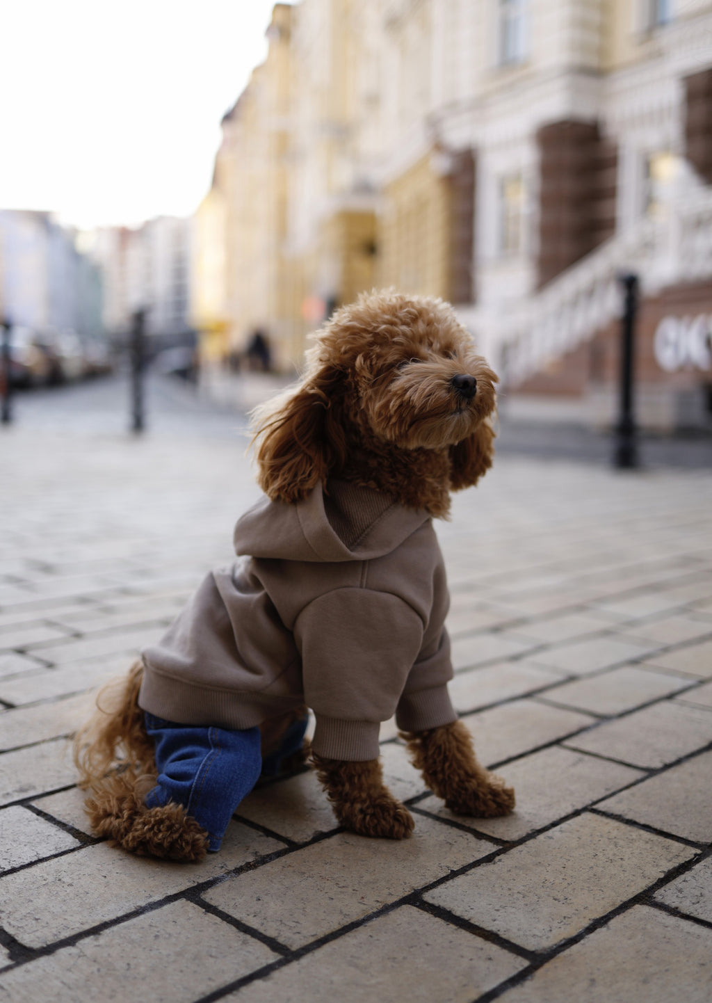 Brown hoodies Puppucino mood