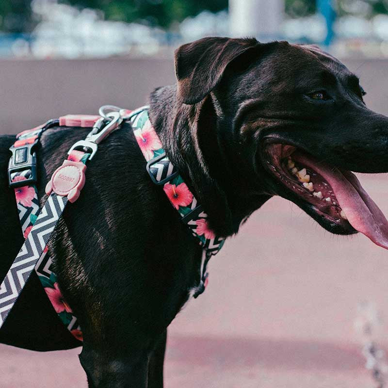 Повідець для собак Zee.Dog - Mahalo Leash