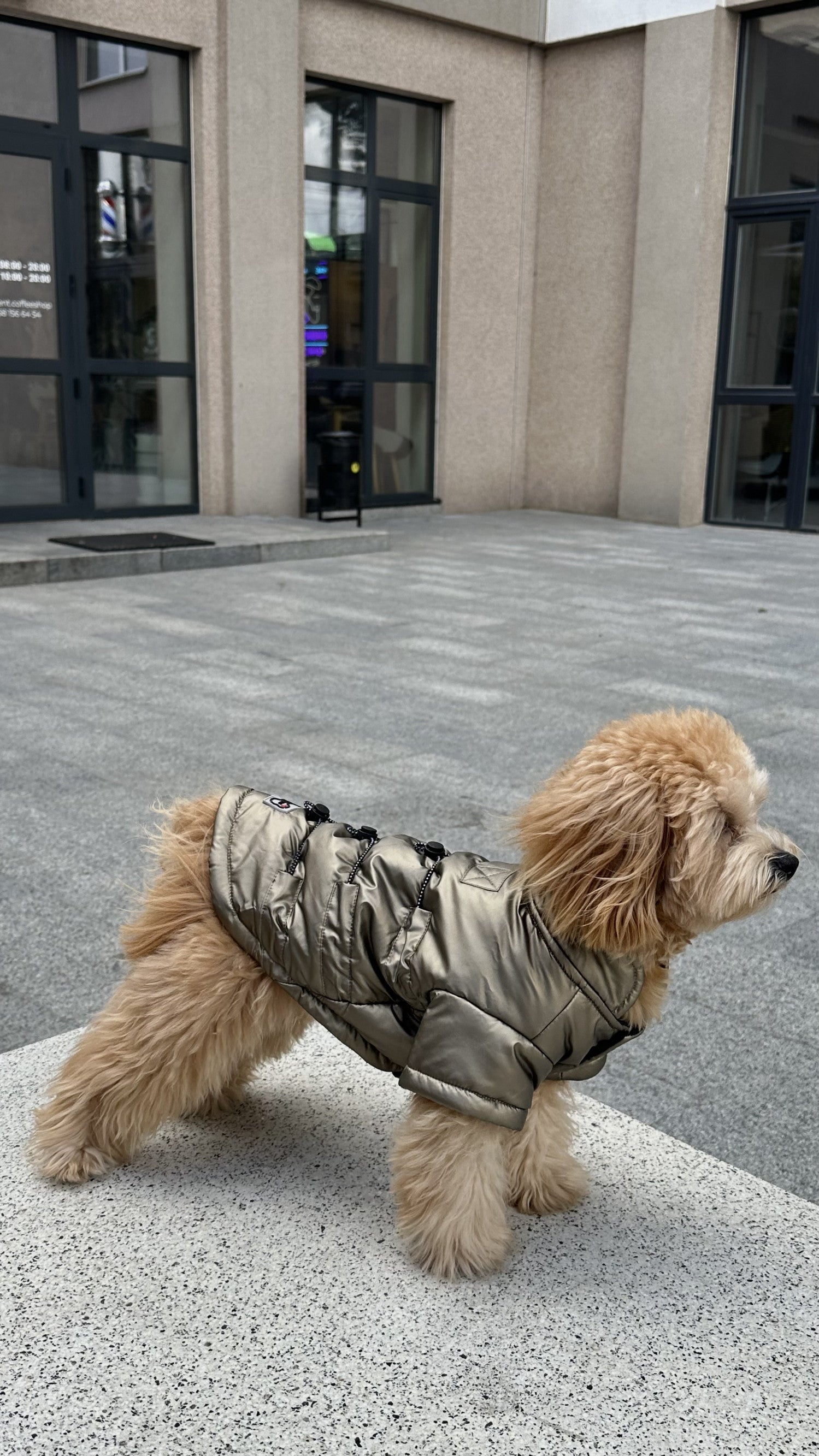 Куртка коричневого кольору Free dogs