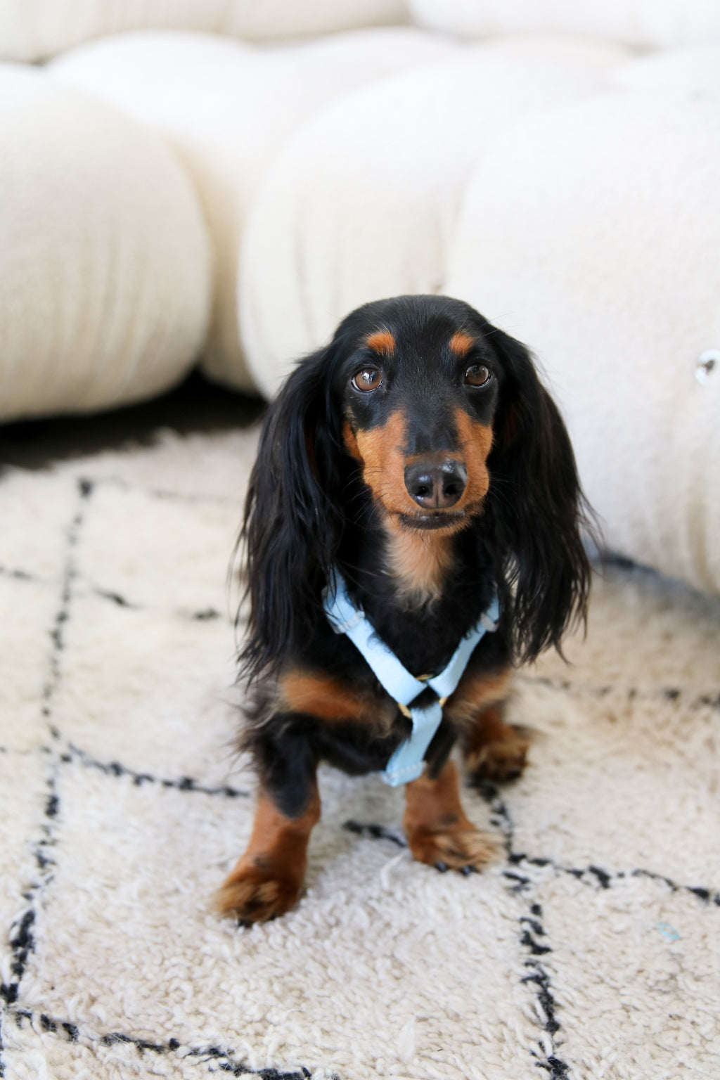 Шлея для собак Furlou - Blue and Sage