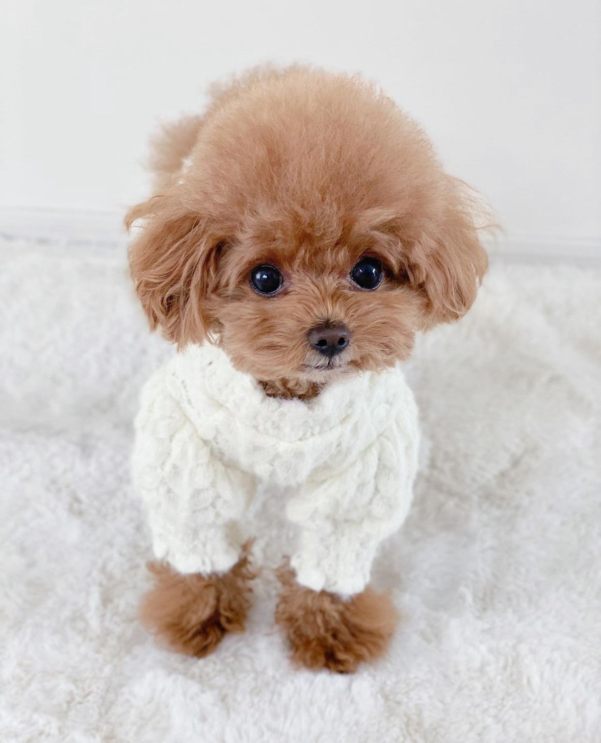 Светр молочного кольору Колосок