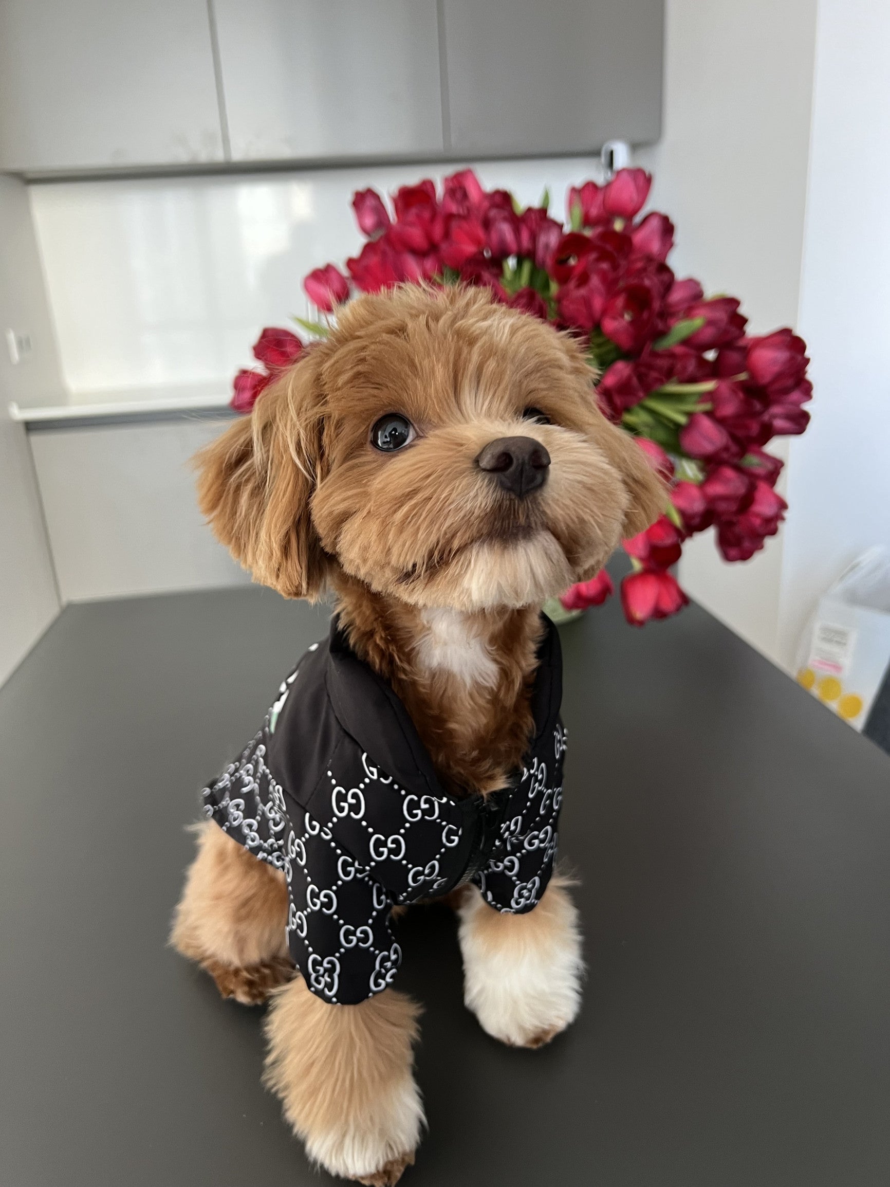 Куртка чорного кольору з принтом Gucci Noir