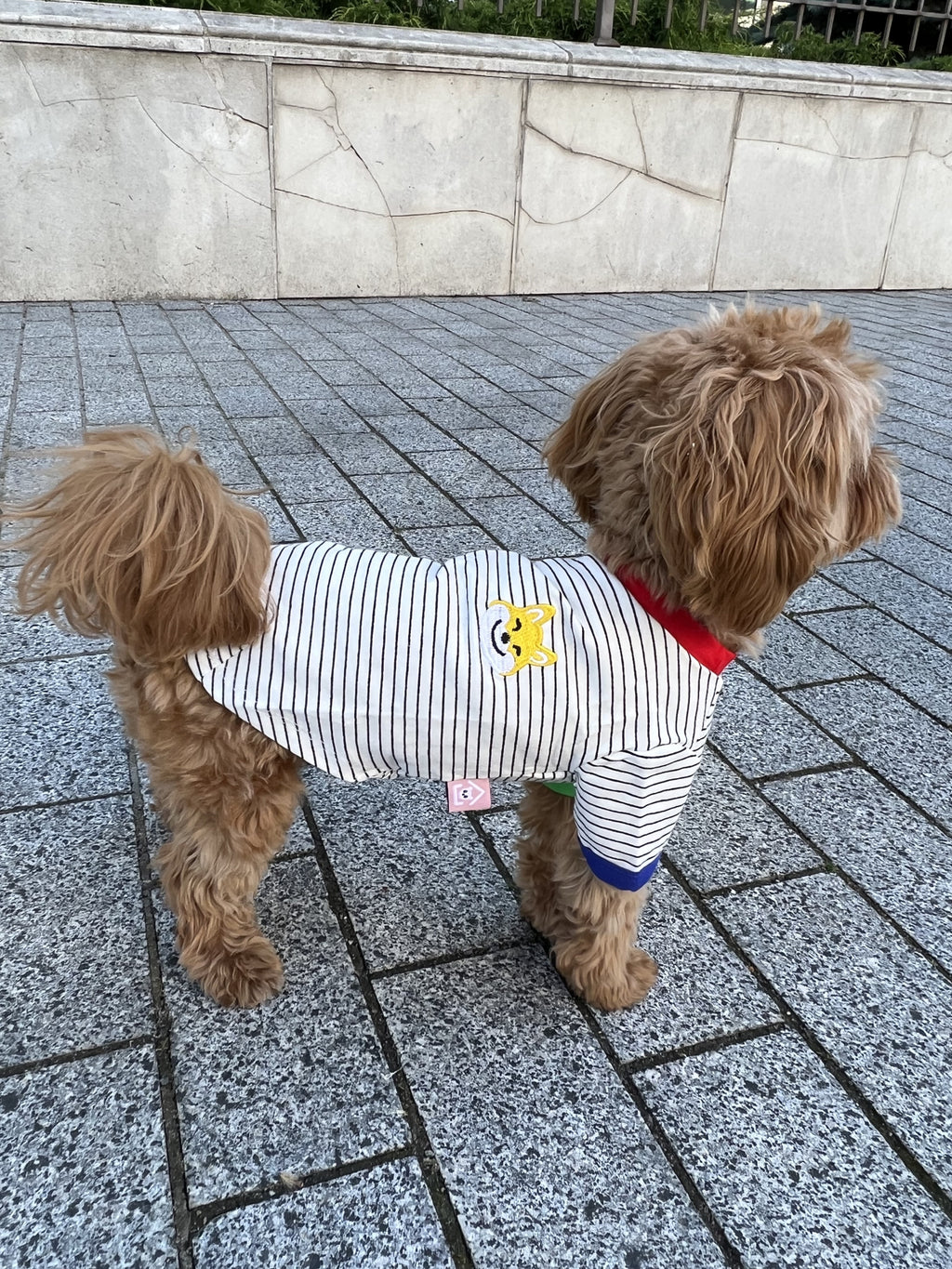 White T-shirt with black stripes Corgi