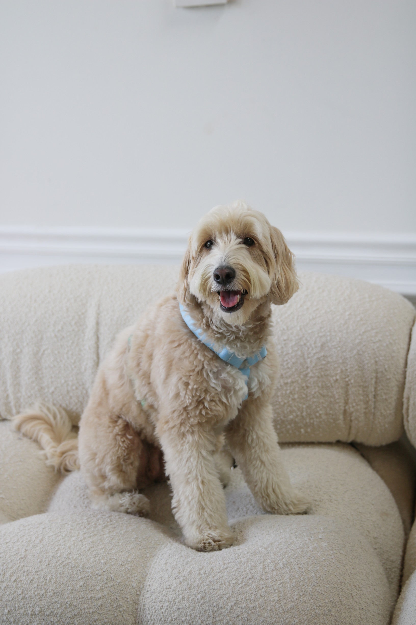 Шлея для собак Furlou - Blue and Sage