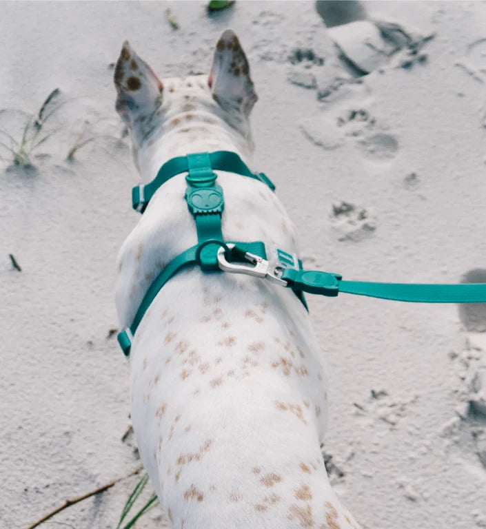 Повідець для собак Zee.Dog - Neo Pro Amazonia