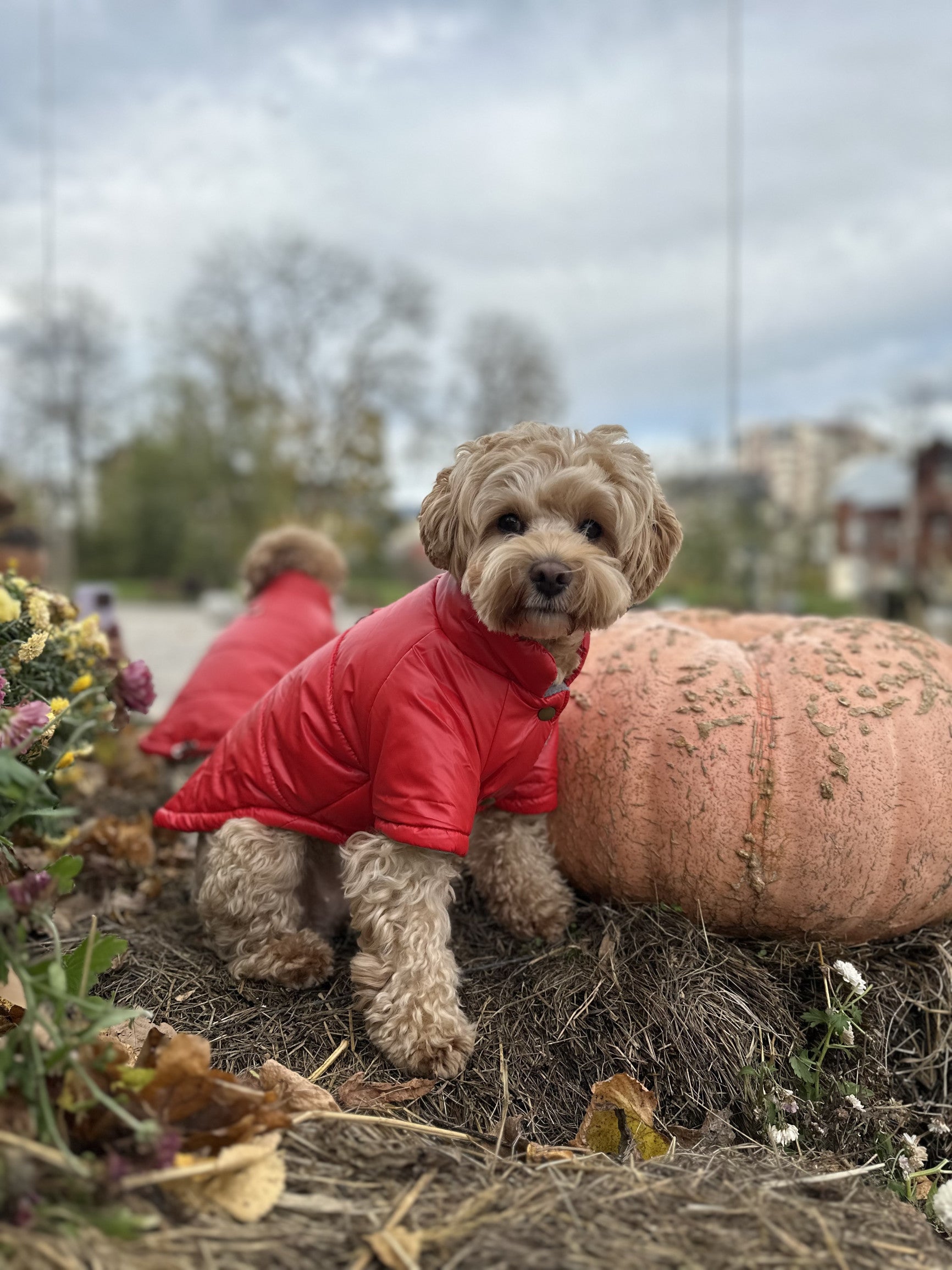 Куртка червоного кольору Basic