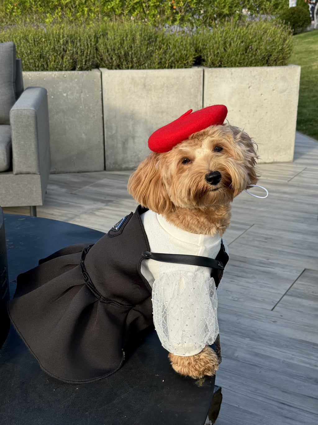 Black Icon Prada sundress