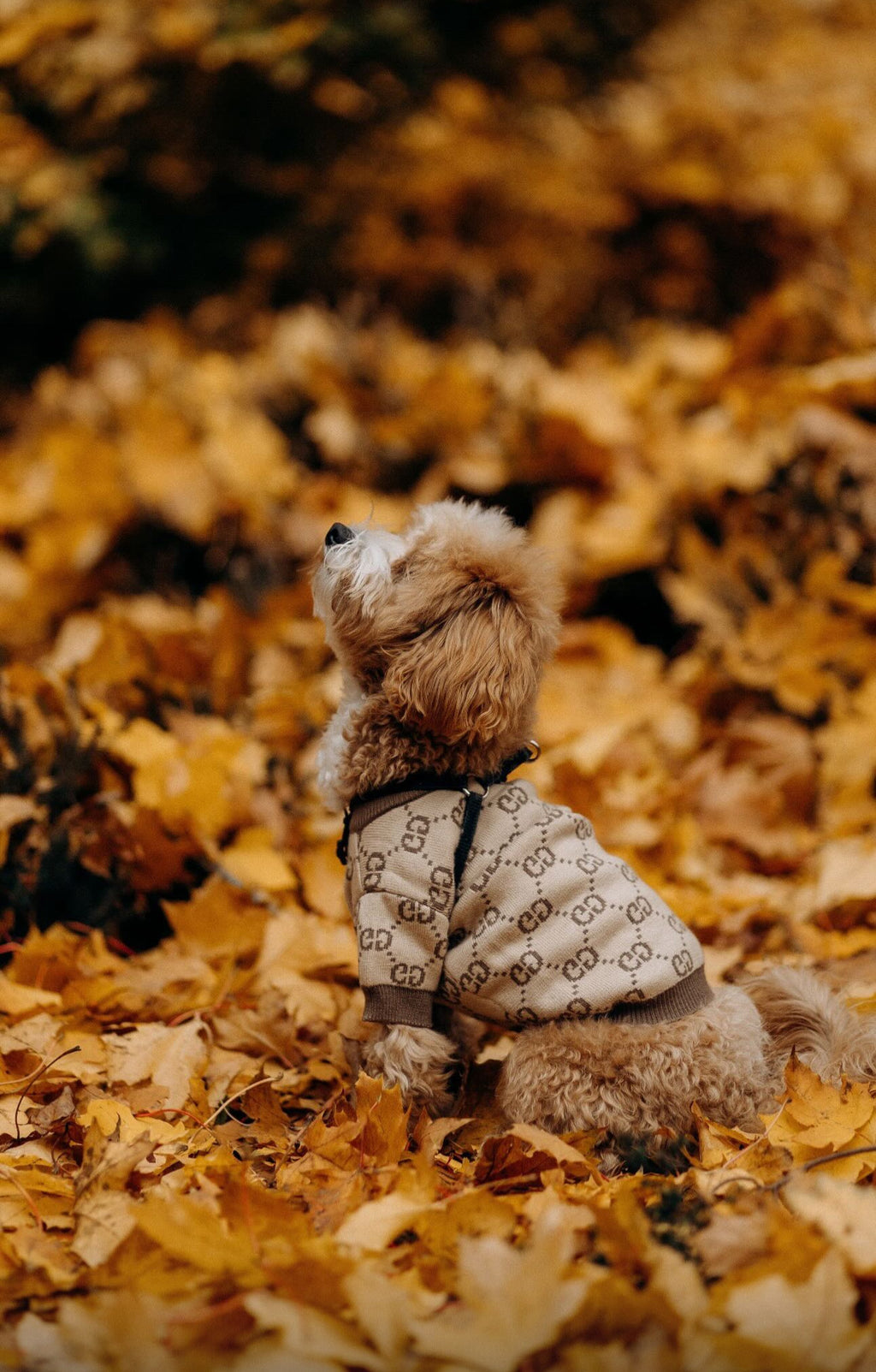 Beige-brown sweater with Gucci print