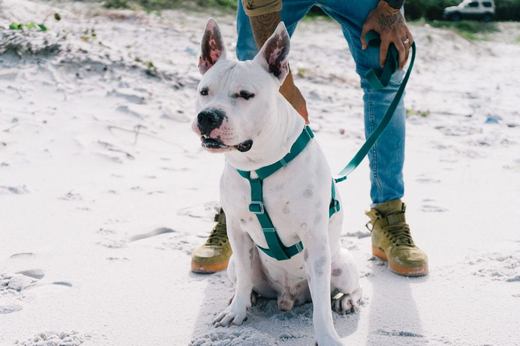 Шлея для собак Zee.Dog - Neo Pro H-Harness Amazonia