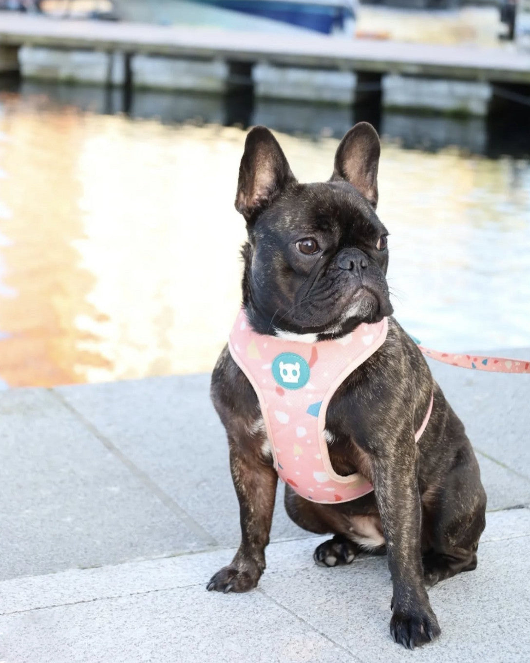 Шлея для собак Zee.Dog - Terrazo Rose Air Mesh