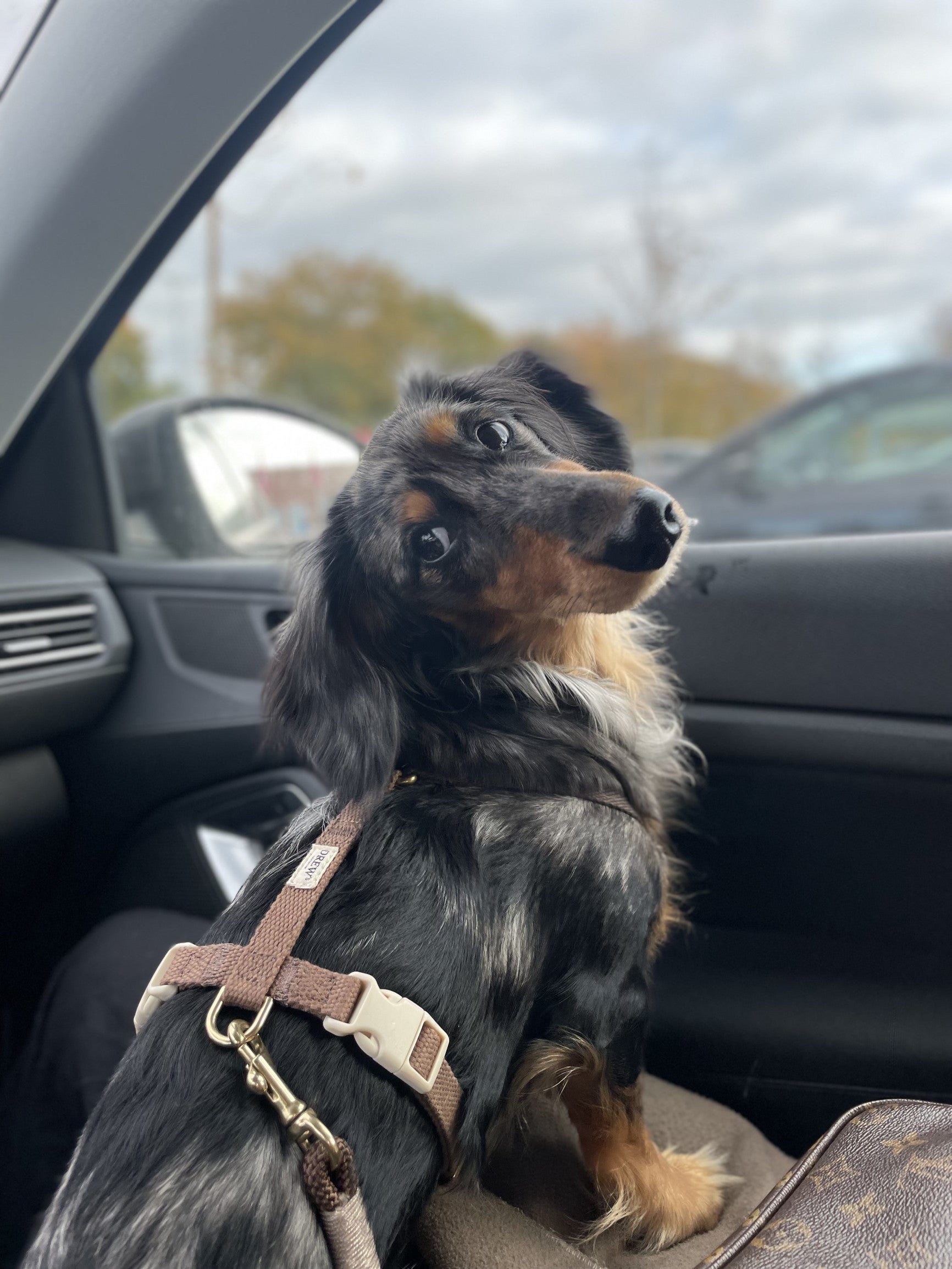 Шлея для собак Drew's Dogwear - Chocolate