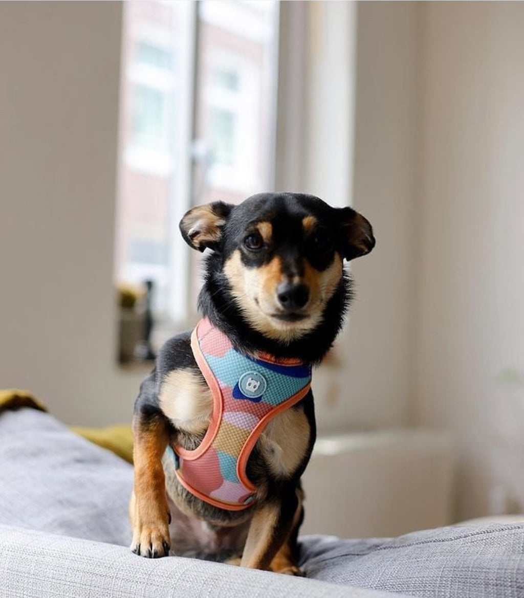 Шлея для собак Zee.Dog - Columbia Air Mesh