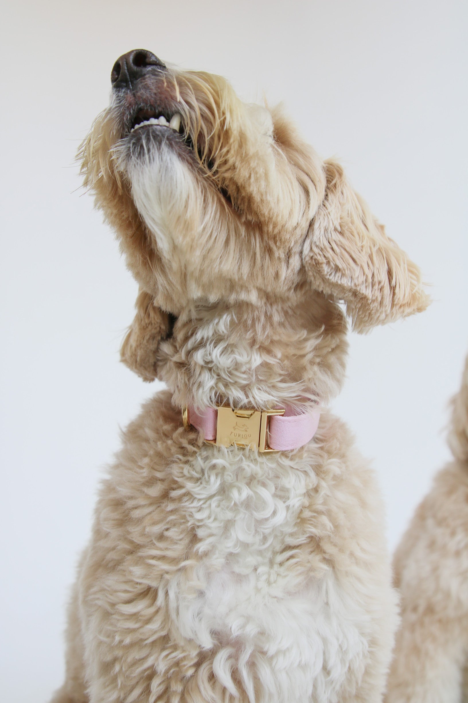 Нашийник для собак Furlou - Rose