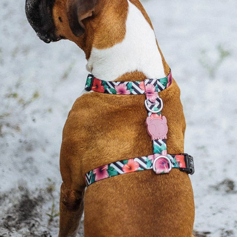 Шлея для собак Zee.Dog - Mahalo H-Harness