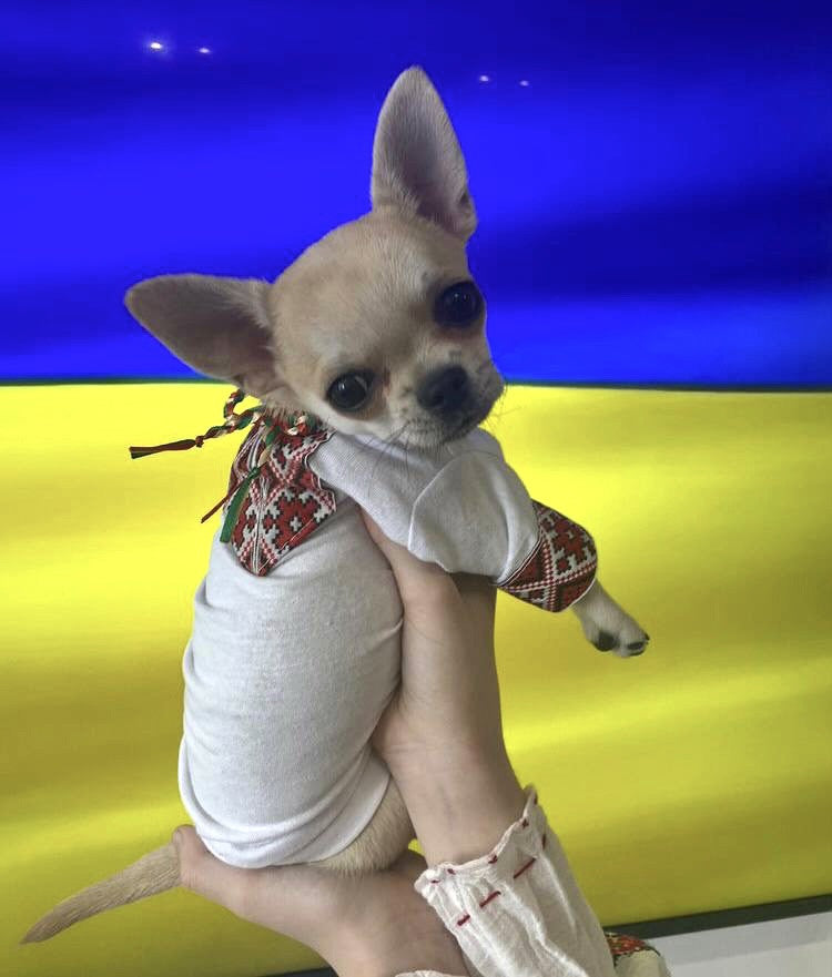 Вишиванка-футболка білого кольору