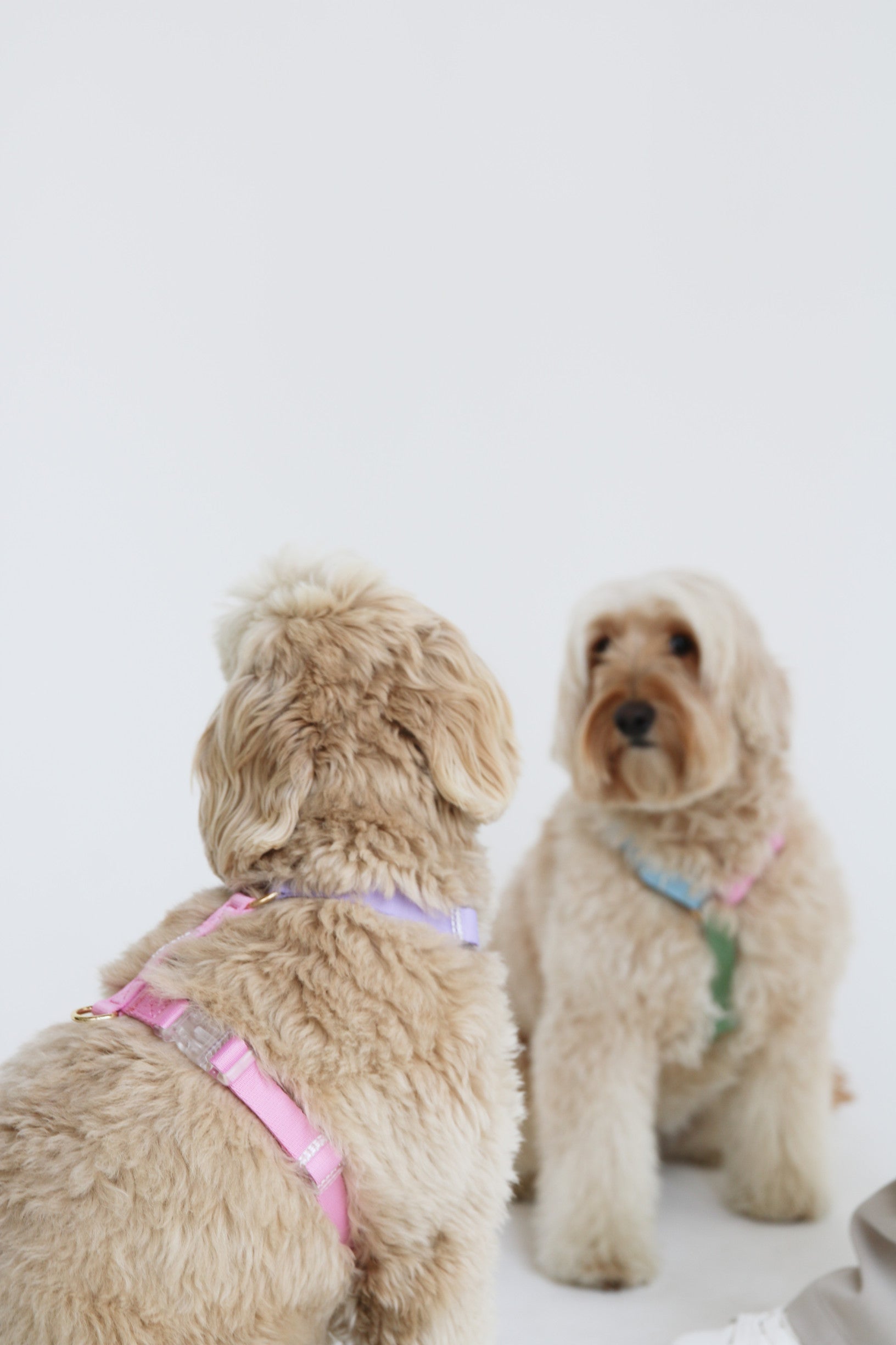 Шлея для собак Furlou - Lavender and Rose