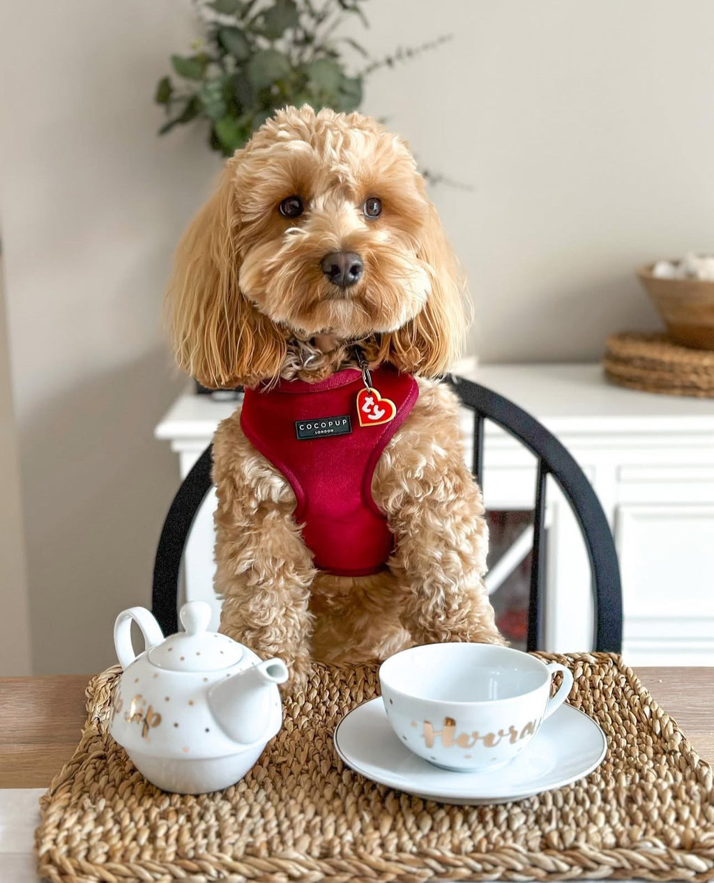 Шлея для собак Cocopup Luxe Velvet - Berry Red