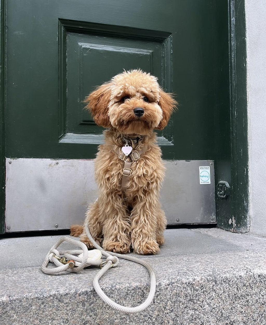 Drew's Dogwear Dog Leash - Chai Latte