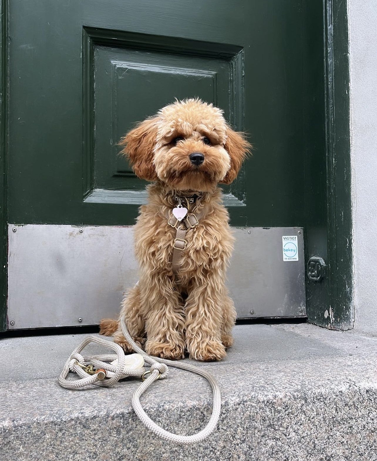 Повідець-перестібка для собак Drew's Dogwear - Chai Latte