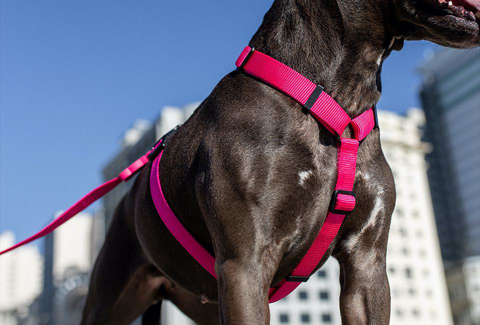 Шлея для собак Zee.Dog - Pink LED H-Harness