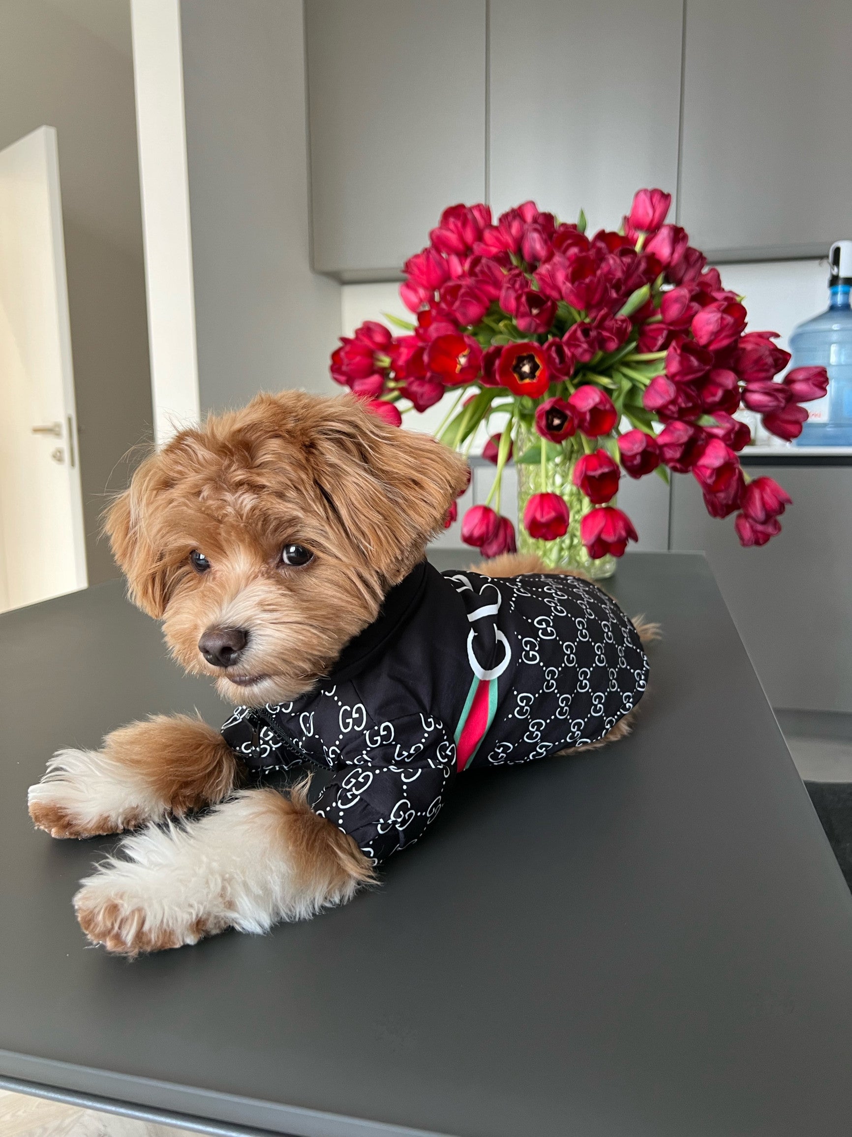 Куртка чорного кольору з принтом Gucci Noir