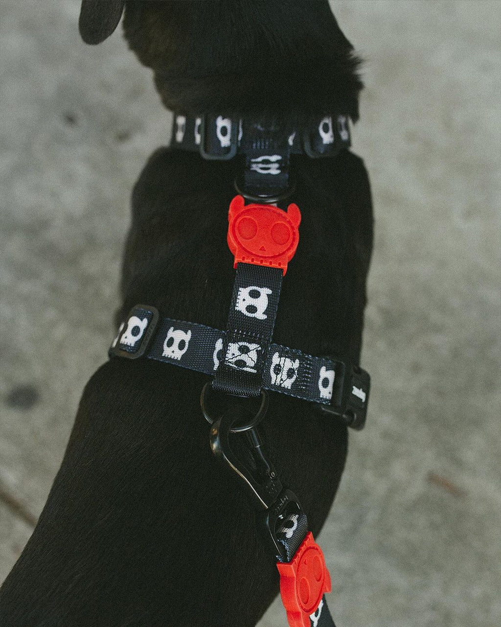 Шлея для собак Zee.Dog - Skull 2.0 black H-Harness