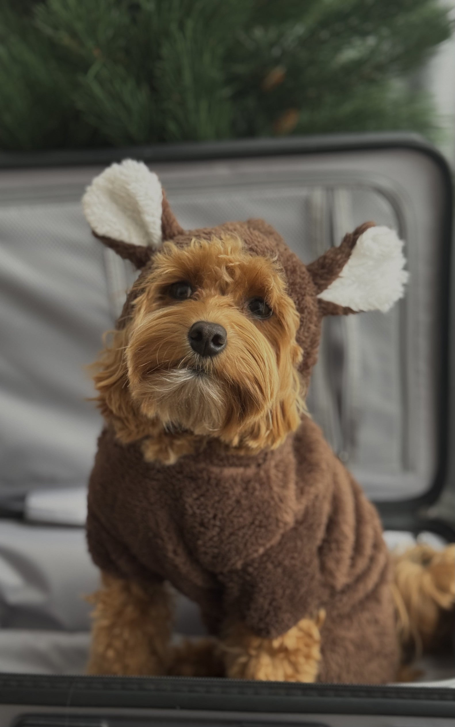 Комбінезон коричневого кольору Chocolate Deer