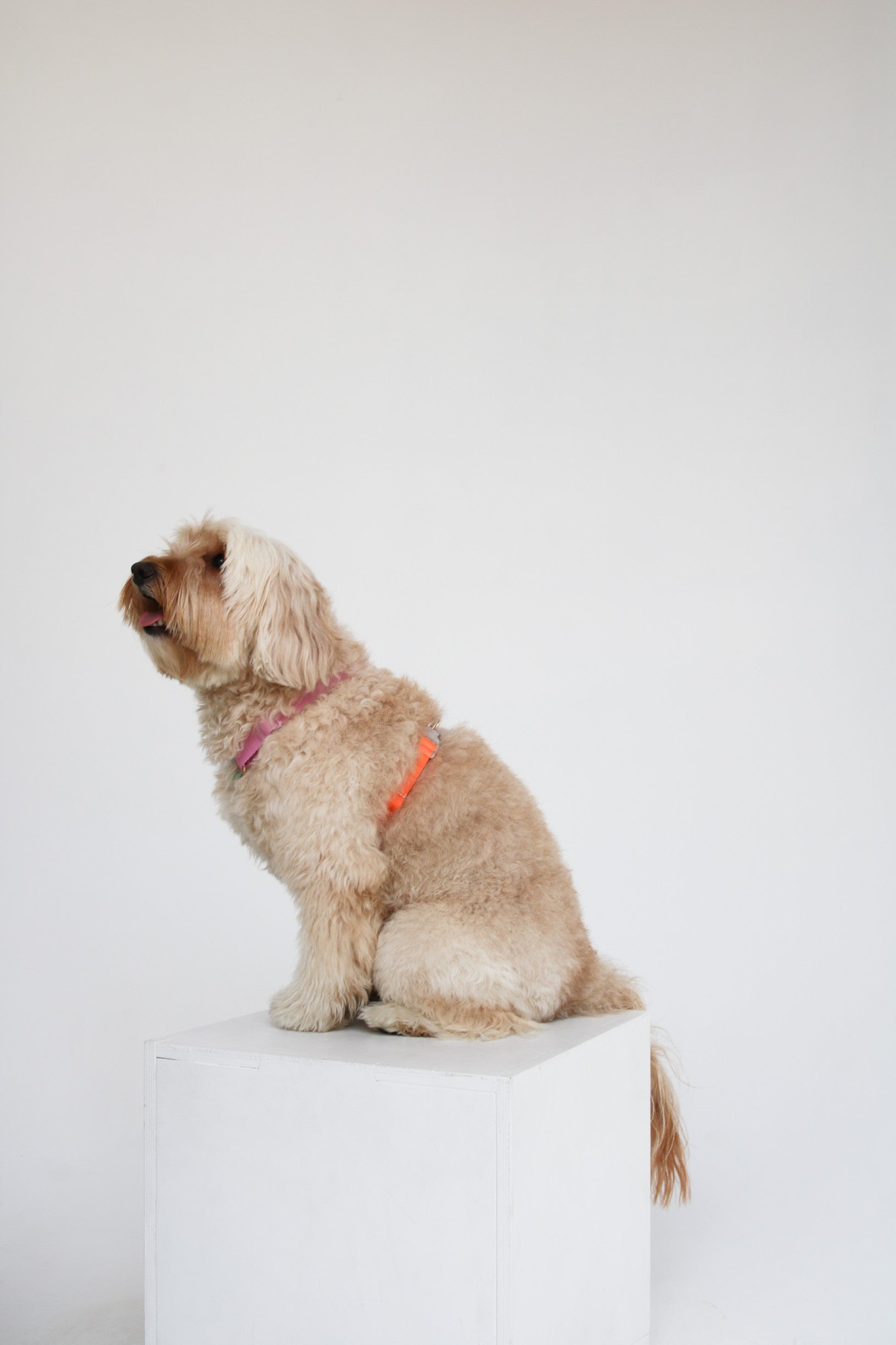 Шлея для собак Furlou - Rainbow