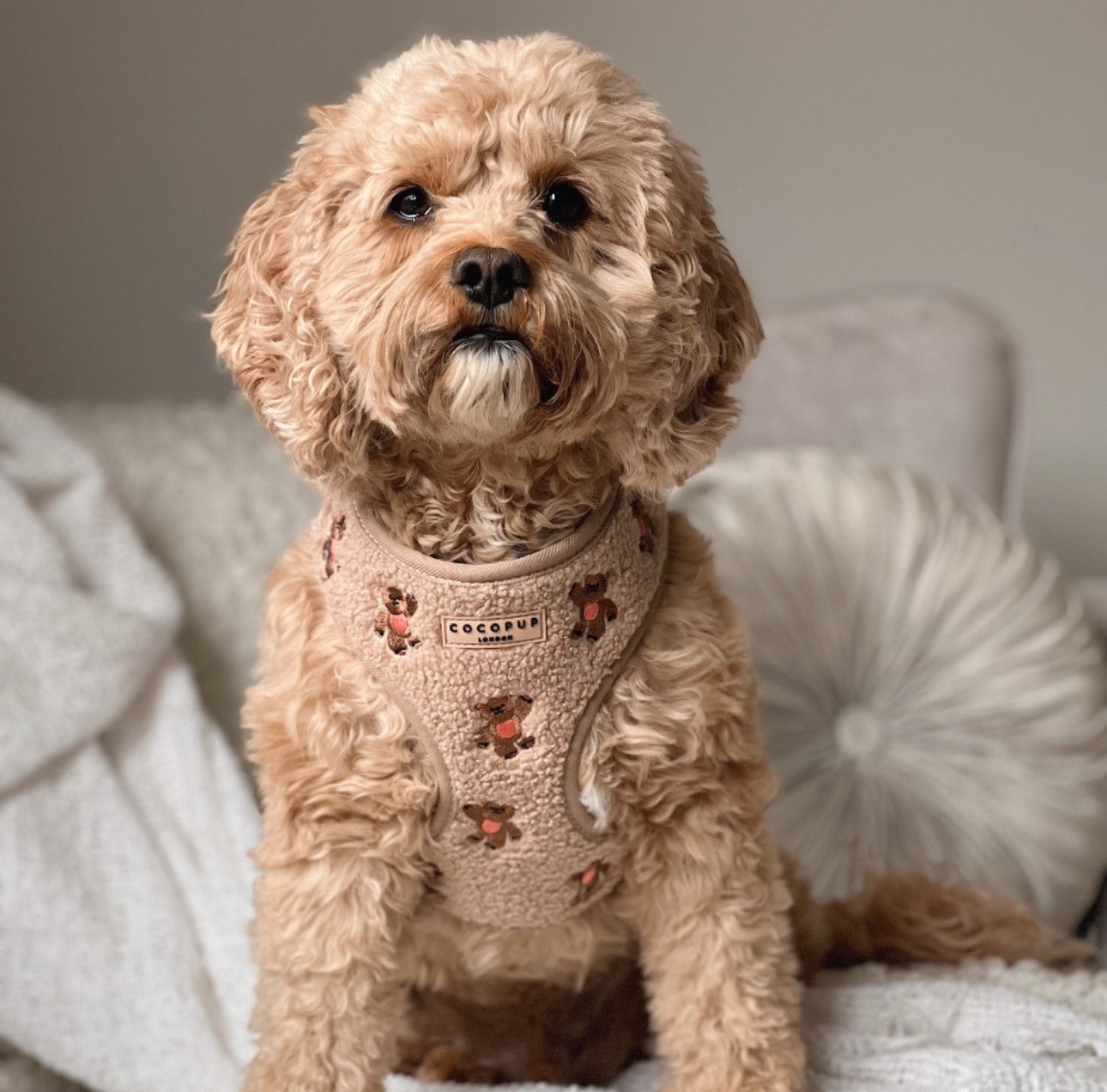 Шлея для собак Cocopup - Theo Embroidered Teddy