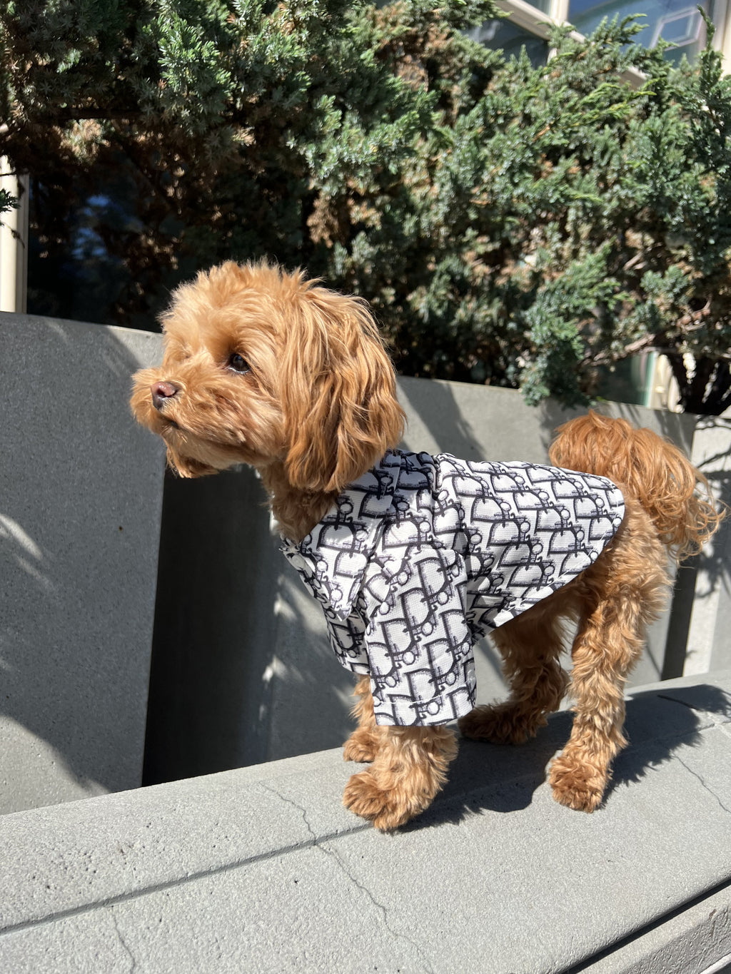 White shirt with black Dior print
