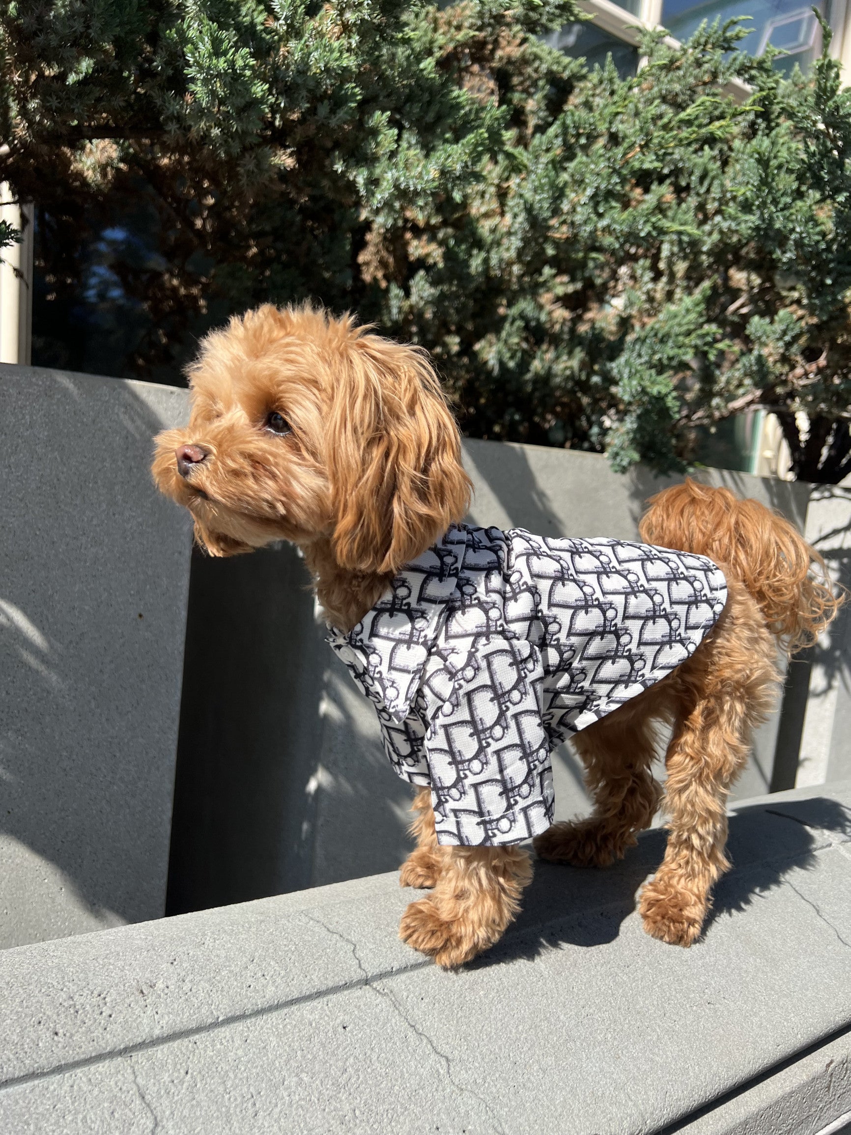 Сорочка білого кольору з чорним принтом Dior