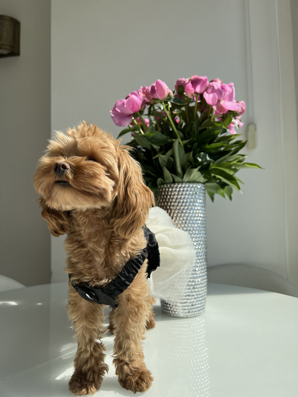 Black dress Elegance Noir