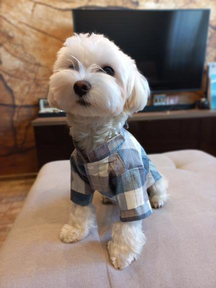 Сорочка блакитно-бежевого кольору Smart Casual