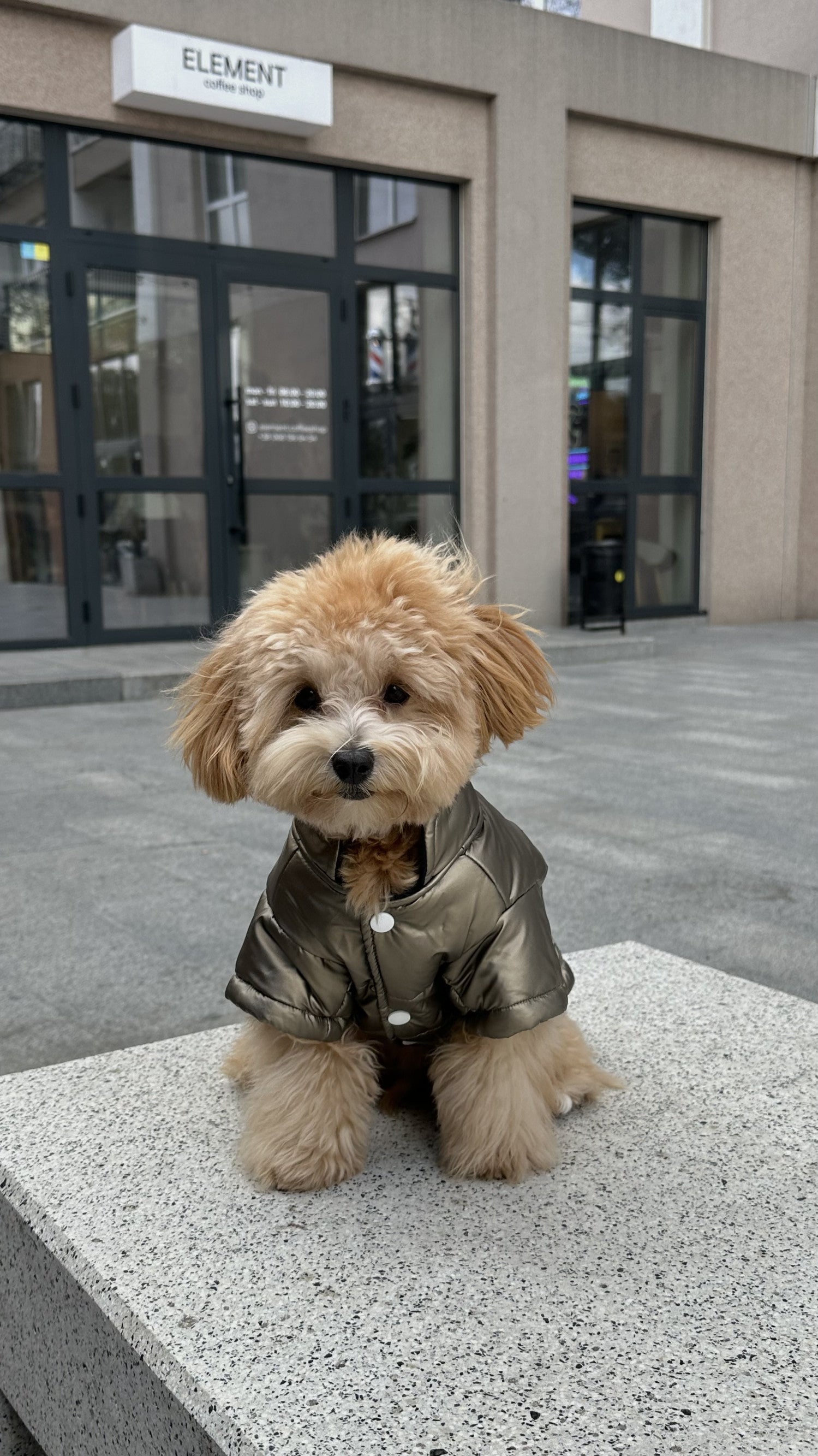 Куртка коричневого кольору Free dogs