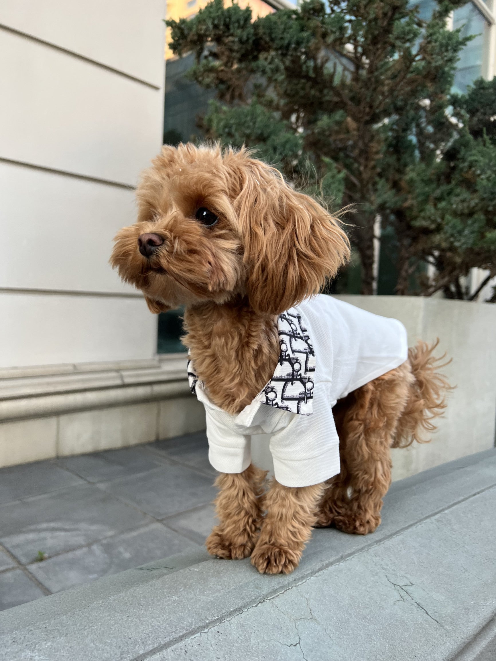 Футболка-поло білого кольору з принтом Dior