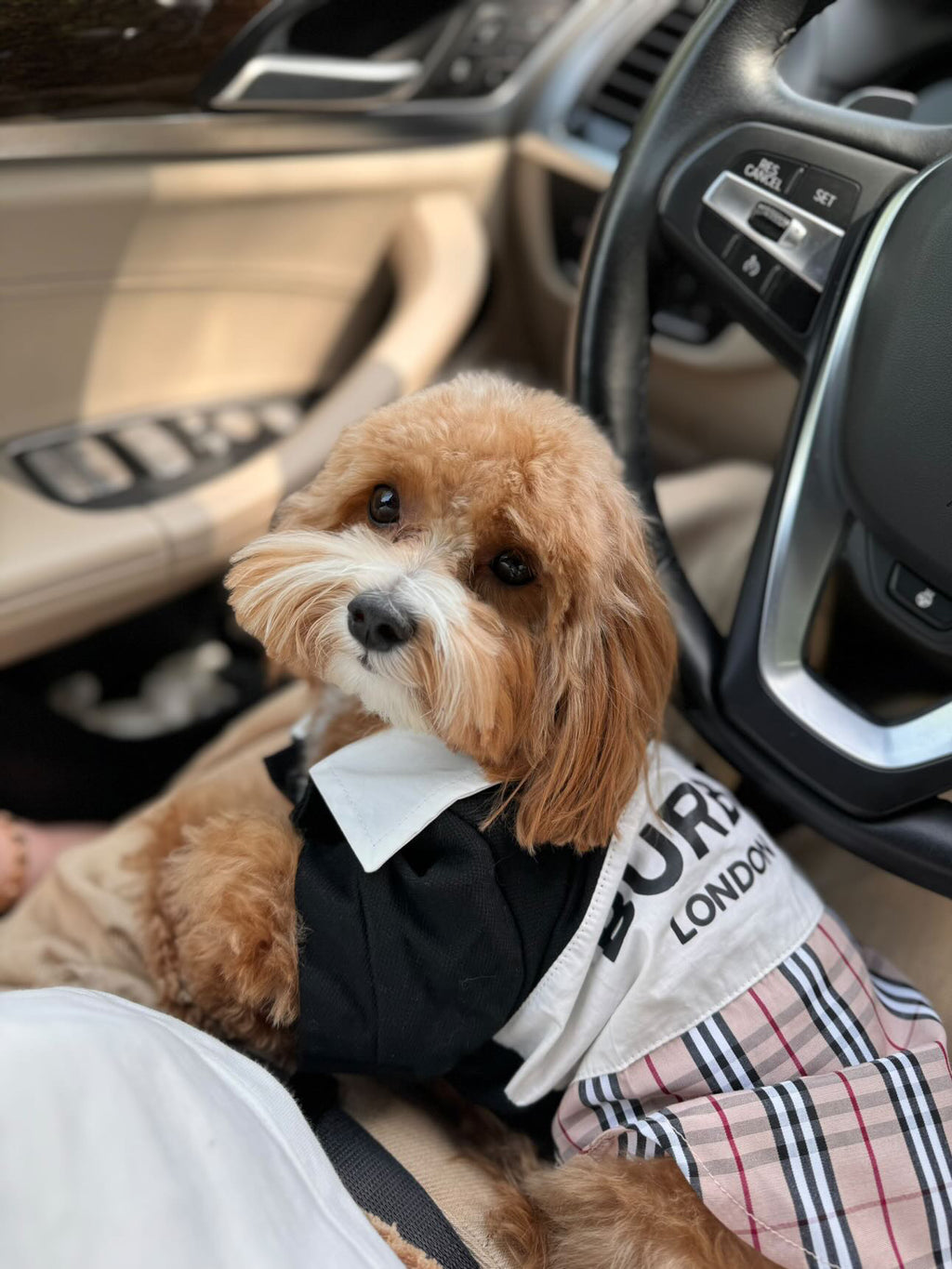 Black polo shirt with Burberry print
