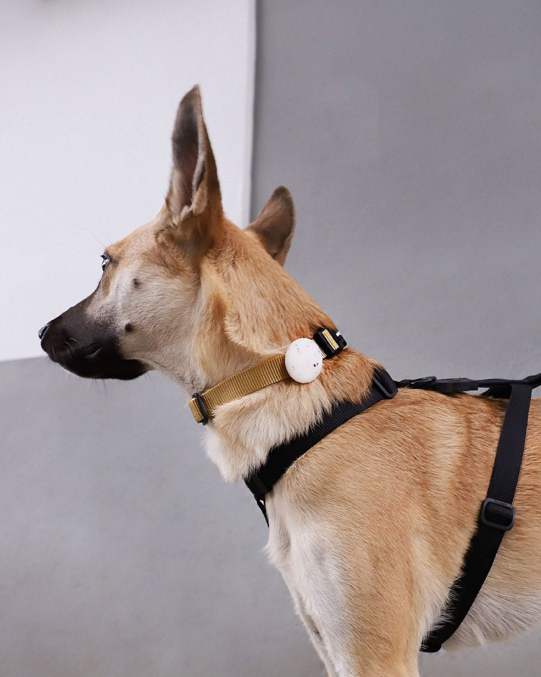 Шлея для собак Zee.Dog - Gotham H-Harness