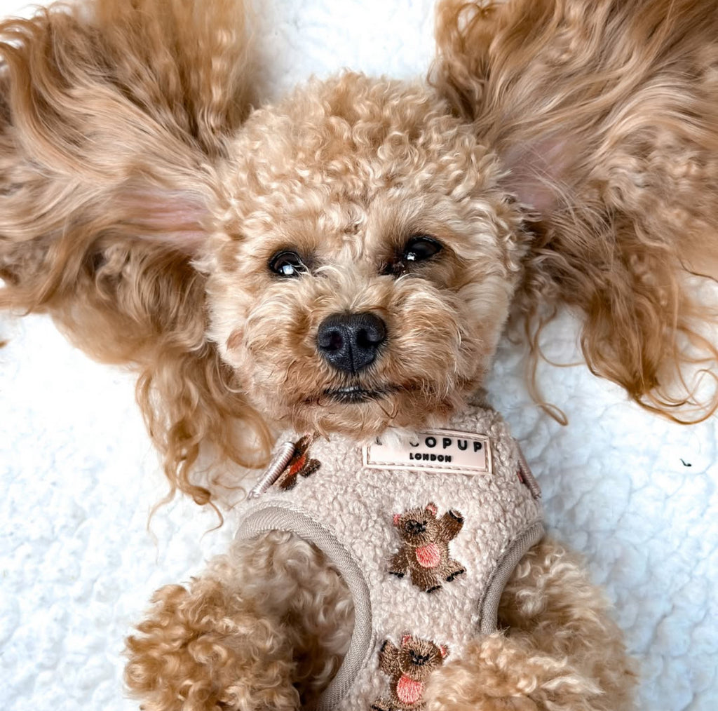 Шлея для собак Cocopup - Theo Embroidered Teddy