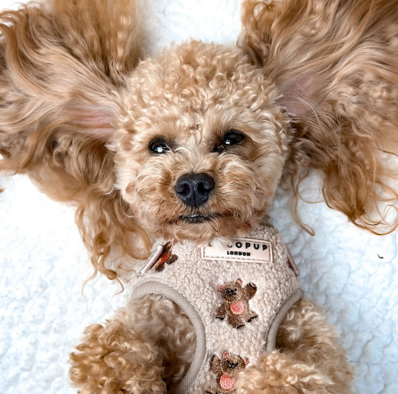 Шлея для собак Cocopup - Theo Embroidered Teddy