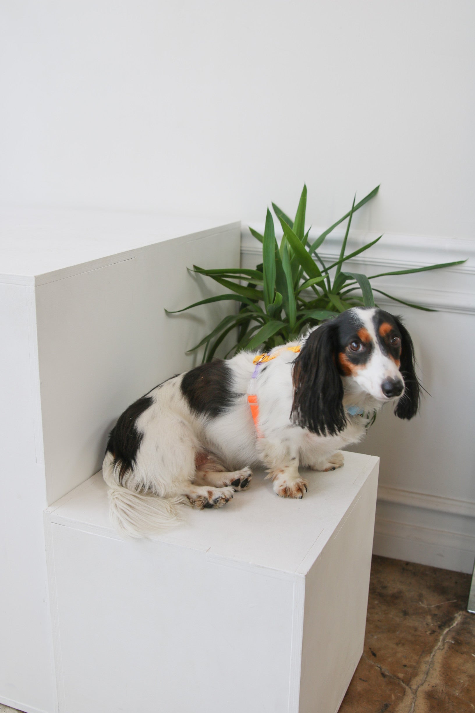 Шлея для собак Furlou - Rainbow